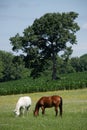 Horses in Meadow