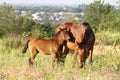 Horses, a mare with a foal graze in the meadow Royalty Free Stock Photo