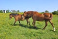 Horses in a meadow