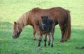 Horses in meadow