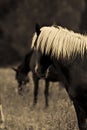 Horses in a Meadow Royalty Free Stock Photo