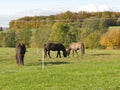 Horses on a meadow in autumn Royalty Free Stock Photo