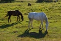 Horses in the meadow in Drawskie Lakeland (Poland)