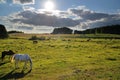 Horses in the meadow in Drawskie Lakeland (Poland)