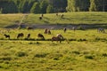 Horses in the meadow in Drawskie Lakeland (Poland)