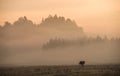 Horses on the meadow in the early morning Royalty Free Stock Photo