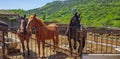 Horses in a meadow,