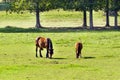 Horses in a meadow of green grass.