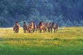 Horses in meadow Royalty Free Stock Photo