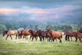 Horses in meadow Royalty Free Stock Photo