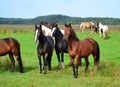 Horses on a meadow in Ireland Royalty Free Stock Photo