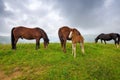 Horses on the meadow in the mountains. Foggy morning pasture Royalty Free Stock Photo