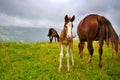 Horses on the meadow in the mountains. Foggy morning pasture