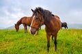 Horses on the meadow in the mountains. Foggy morning pasture