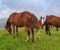 Horses on the meadow in the mountains. Foggy morning pasture Royalty Free Stock Photo
