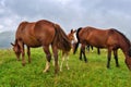 Horses on the meadow in the mountains. Foggy morning pasture Royalty Free Stock Photo