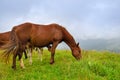 Horses on the meadow in the mountains. Foggy morning pasture Royalty Free Stock Photo