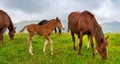 Horses on the meadow in the mountains. Foggy morning pasture Royalty Free Stock Photo