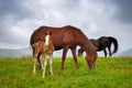 Horses on the meadow in the mountains. Foggy morning pasture Royalty Free Stock Photo