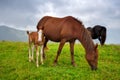 Horses on the meadow in the mountains. Foggy morning pasture Royalty Free Stock Photo