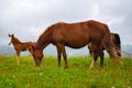 Horses on the meadow in the mountains. Foggy morning pasture Royalty Free Stock Photo