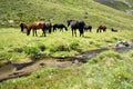 Horses at the meadow near stream,Caucasus mountain