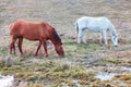 Horses on the Meadow after the Rain Royalty Free Stock Photo