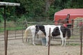 Horses in metal farm pen