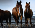 Horses are metting an human Royalty Free Stock Photo