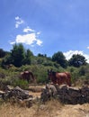 Horses in the middle of the meadow Royalty Free Stock Photo