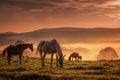 Horses in the mist while browsing Royalty Free Stock Photo