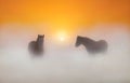 Two Horses in the Mists