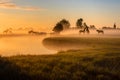 Horses in a misty Dutch landscape Royalty Free Stock Photo