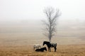 Horses in a misty field Royalty Free Stock Photo
