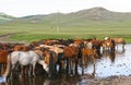 Horses in the mongolian steppe. Landscape with wild horses