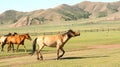 Horses in the mongolian steppe. Landscape with wild horses Royalty Free Stock Photo