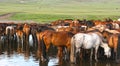 Horses in the mongolian steppe. Landscape with wild horses Royalty Free Stock Photo