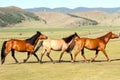 Horses in the mongolian steppe. Landscape with wild horses Royalty Free Stock Photo