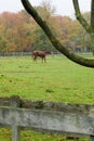 Horses on Monmouth County Farm