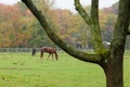 Horses on Monmouth County Farm