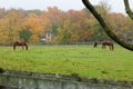 Horses on Monmouth County Farm
