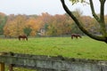 Horses on Monmouth County Farm