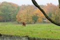 Horses on Monmouth County Farm