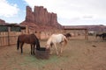 Horses in Monument Valley navajo tribal park, Arizona