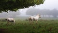 Horses in the morning field Royalty Free Stock Photo