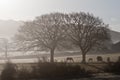 Horses in morning mist