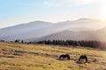 Horses at the morning on mountains with beautiful light