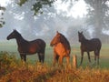 Horses in the morningsun