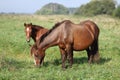 Horses mother and baby foal graze