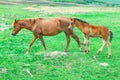 Horses mother and child